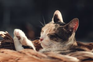 介護職で土日休みの転職を成功させるためのポイントは？